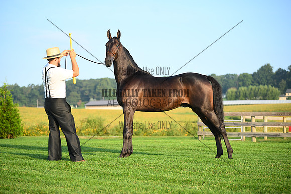 AJB_0526