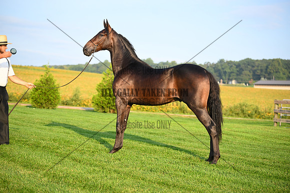 AJB_0537