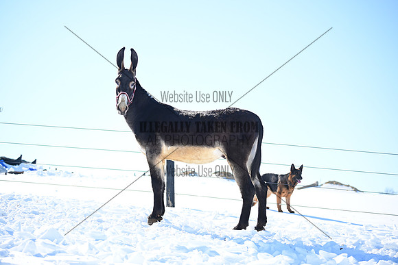 file_177091903488