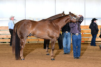 Open, Grand, and Reserve Geldings