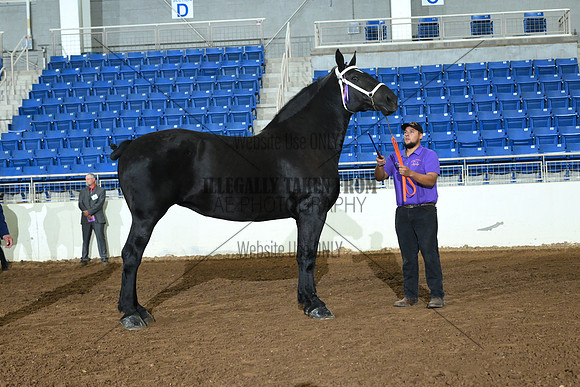 AJB_4976