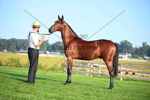 AJB_0548