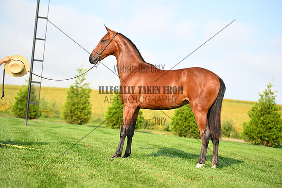 AJB_0748