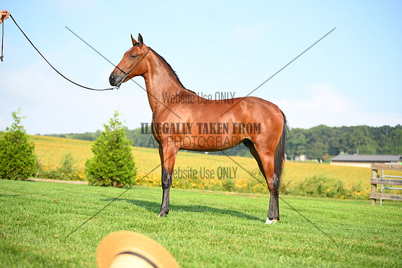 AJB_0753