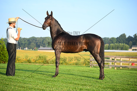 AJB_0516