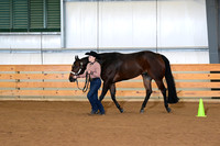 39. Youth Aged Geldings