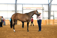 105. Amatuer 2 Year Old Mares