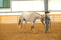 82. Amatuer 3 Year Old Geldings