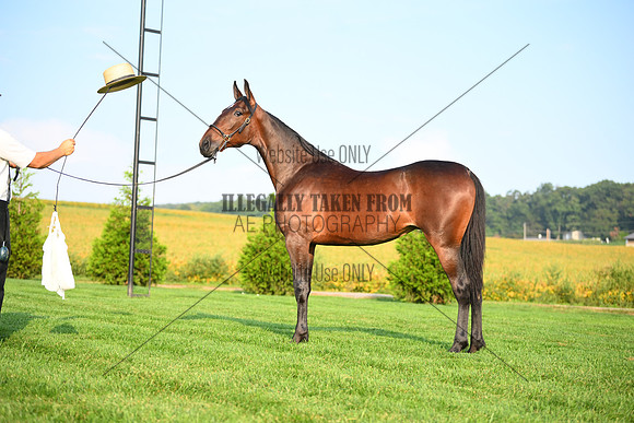AJB_0637