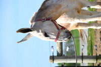 file_247625341952