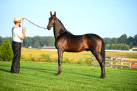 AJB_0515