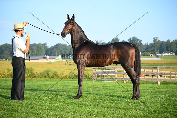 AJB_0517