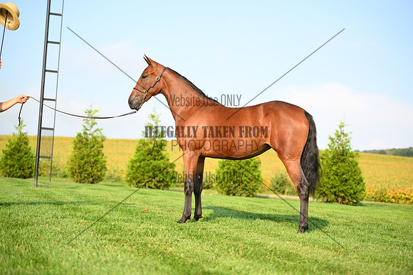AJB_0713