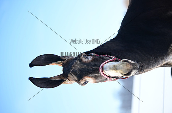 file_177144409088
