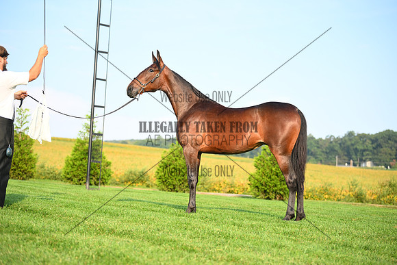 AJB_0636