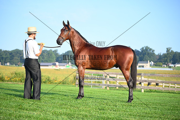 AJB_0549