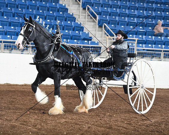 Shires_3583