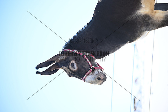 file_177116270592