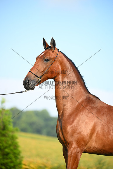 AJB_0727