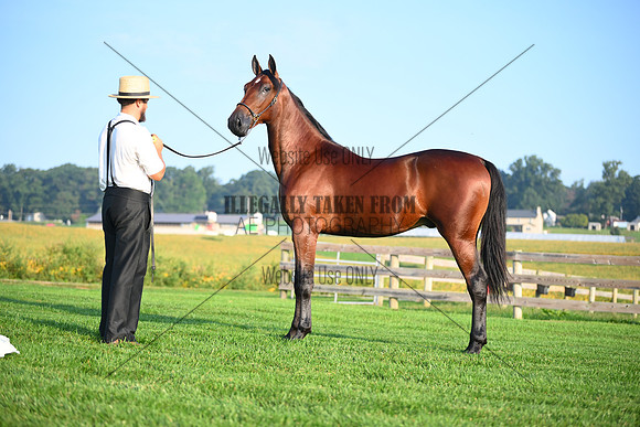 AJB_0554