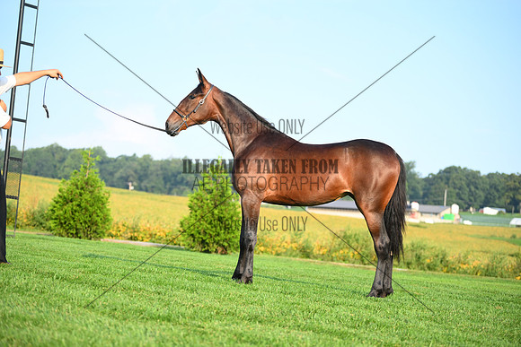 AJB_0626