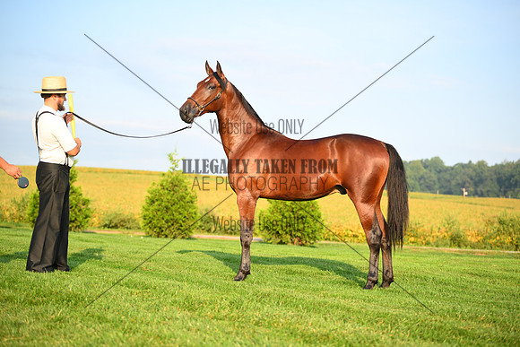 AJB_0563