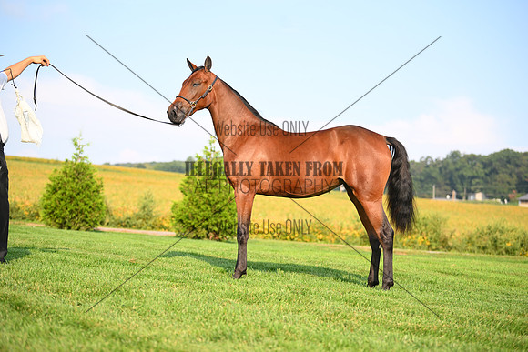 AJB_0706
