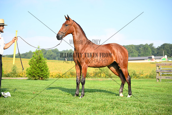 AJB_0738