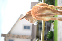file_248814518784