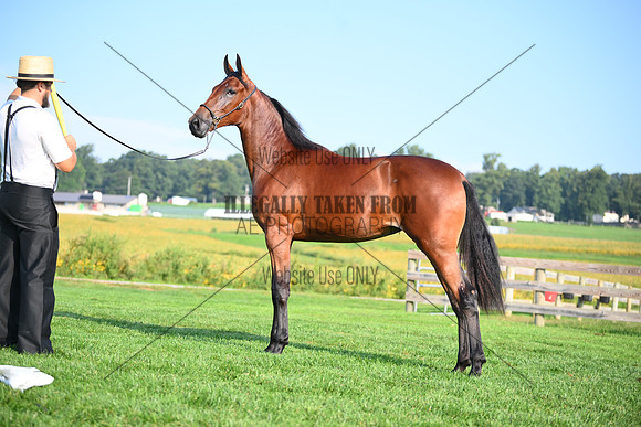 AJB_0757