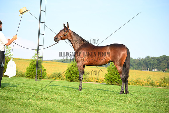 AJB_0634