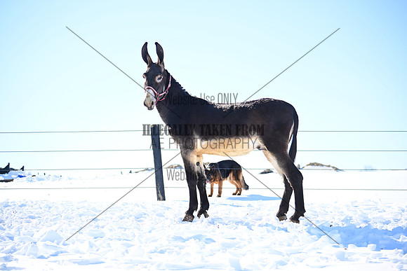 file_177003774464