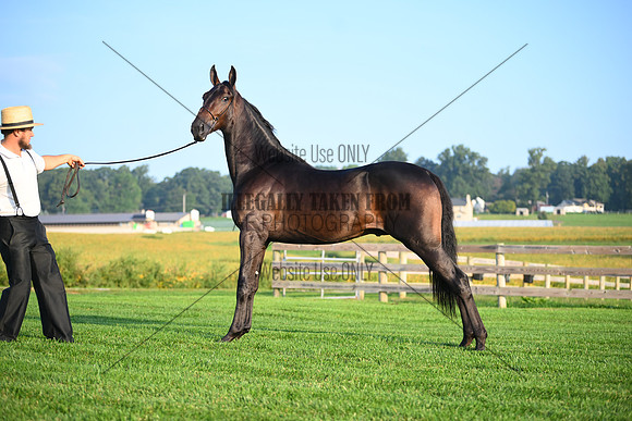 AJB_0534