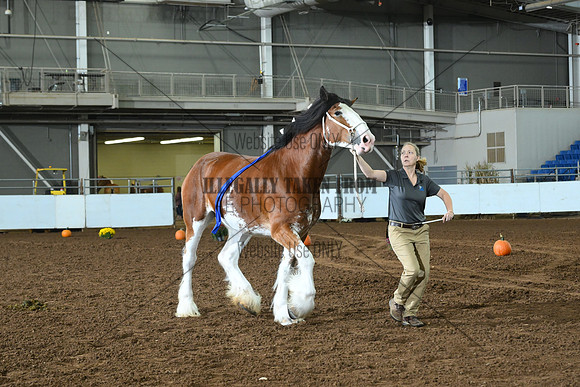 AJB_6161