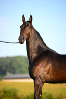 AJB_0532
