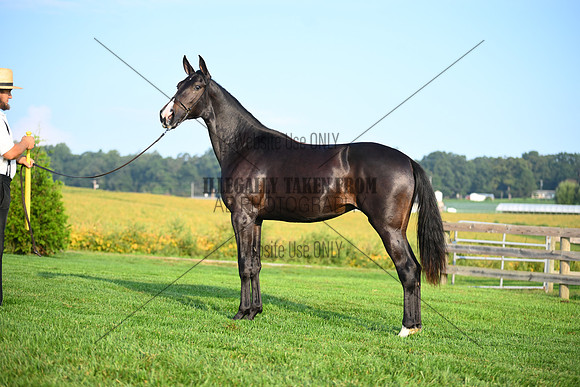 AJB_0574