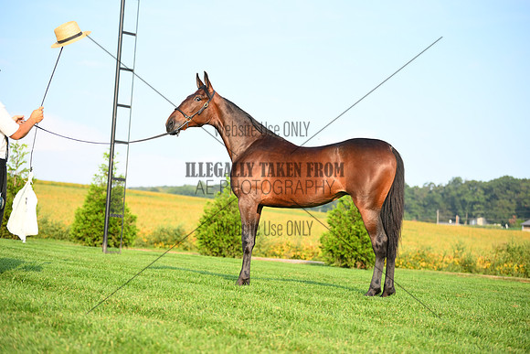 AJB_0633