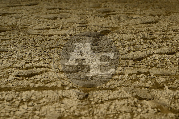 AJB_0547