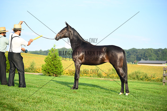 AJB_0591