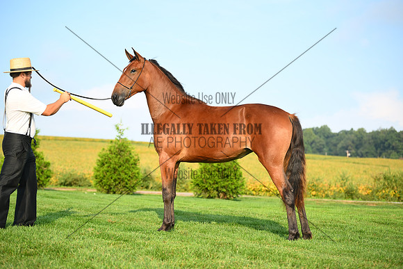 AJB_0663