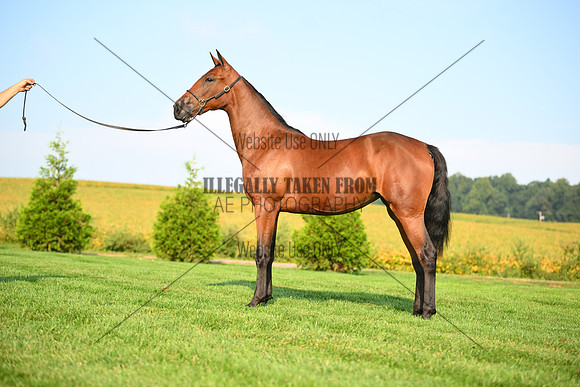 AJB_0709