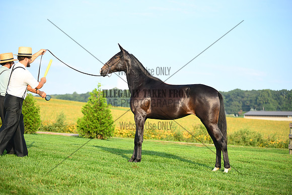 AJB_0590