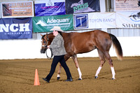 36. Amatuer Yearling Geldings
