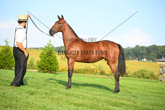 AJB_0693