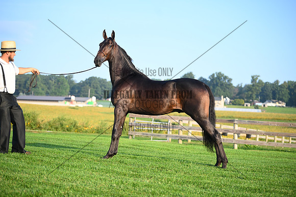 AJB_0535