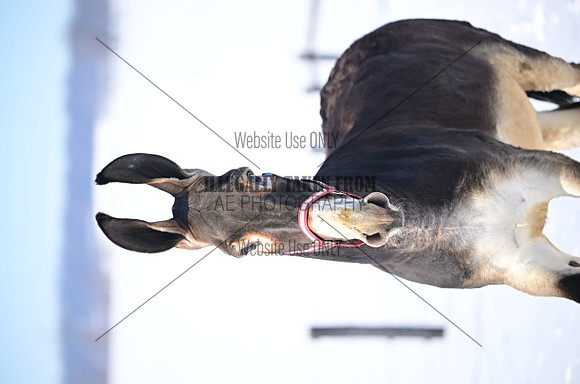 file_176850877952