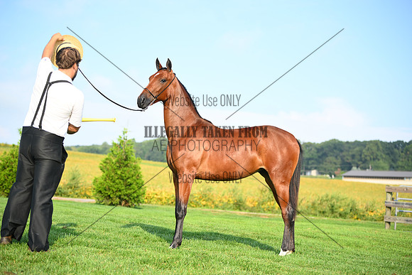 AJB_0749