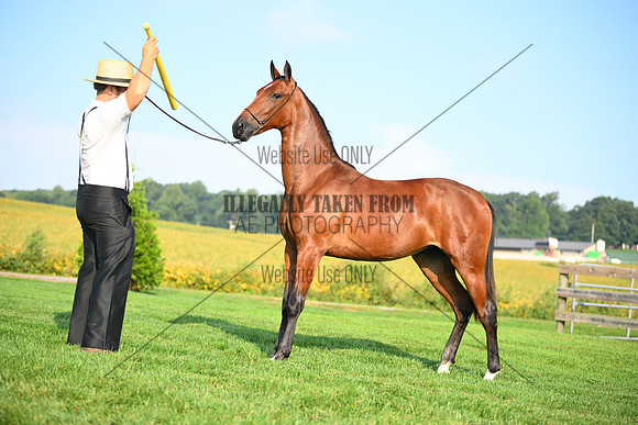 AJB_0732