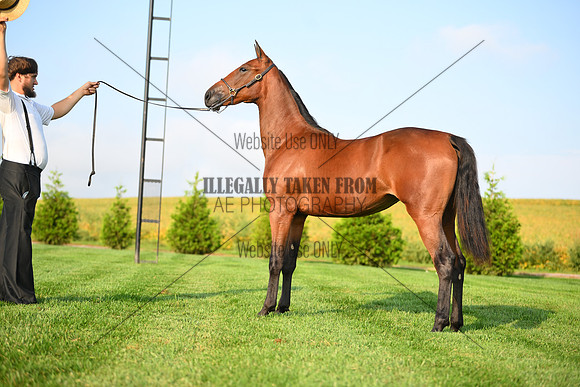 AJB_0703