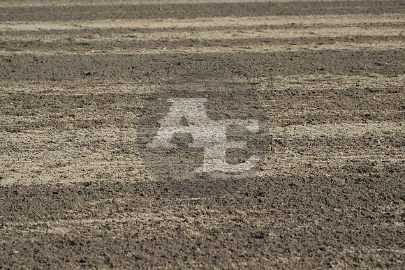 AJB_8339